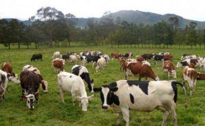 Se constituy� una uni�n ganadera para fortalecer la producci�n