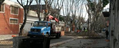 Poda en altura en corredores de pl�tanos