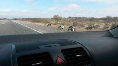 La Polic�a Rural secuestr� 18 animales en las rutas 141 y 40 y busca a sus due�os