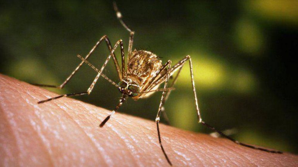 Alerta por la fiebre chikungunya: confirman un caso en Argentina