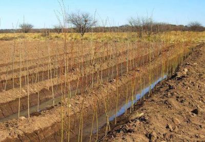 Vivero municipal: plantaron 1600 ejemplares