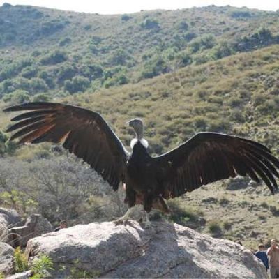 Ambiente acudi� a la recuperaci�n de los c�ndores andinos en Aimogasta