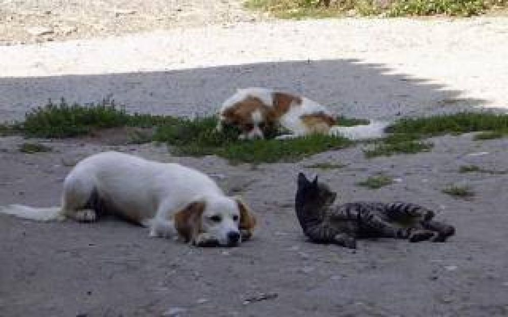 Primer censo de mascotas 2014 en Capit�n Sarmiento