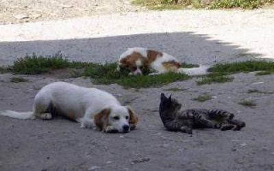 Primer censo de mascotas 2014 en Capit�n Sarmiento