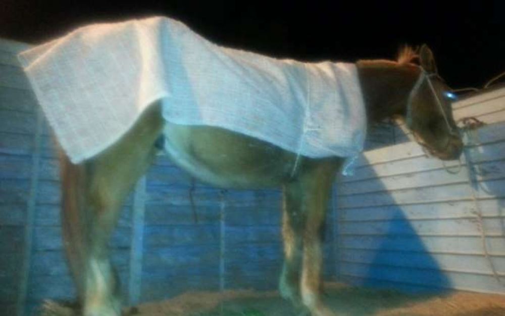 Intentaban ingresar oculto un valioso caballo a la provincia