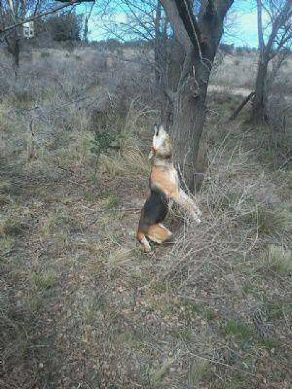 Horror: Ahorcaron un perro en las v�as del tren de La Cumbre
