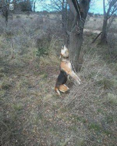 Horror: Ahorcaron un perro en las v�as del tren de La Cumbre