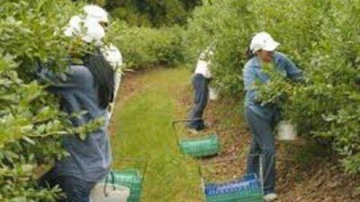 UATRE acord� salario para la Actividad del Ar�ndano