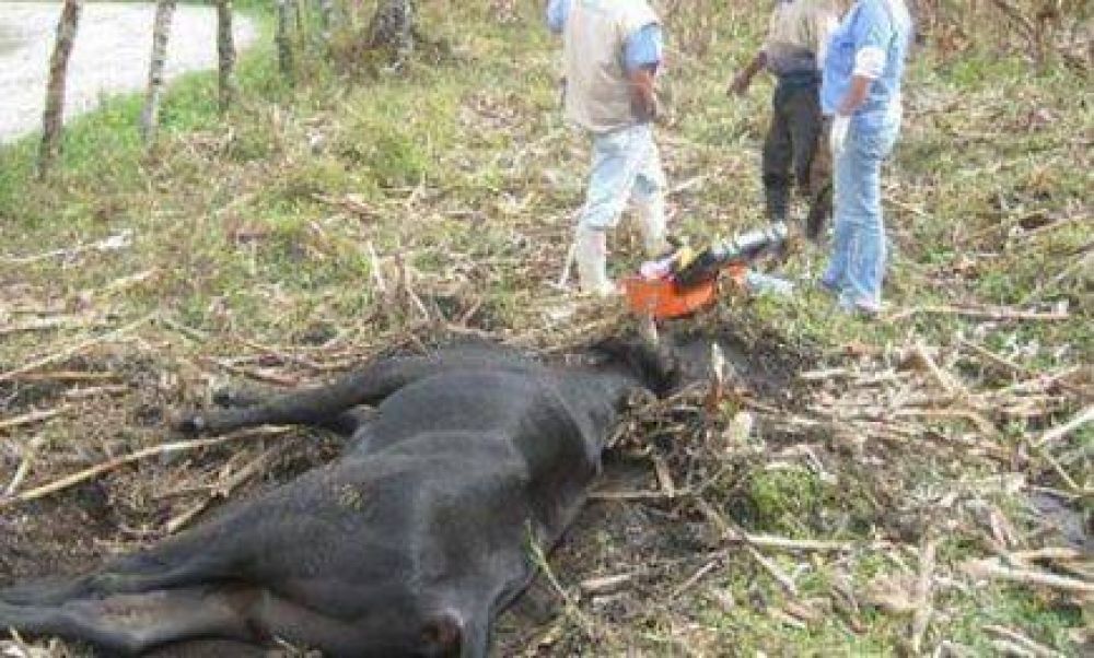 Confirmaron un brote de Rabia Paresiante en Bovinos en El Soberbio