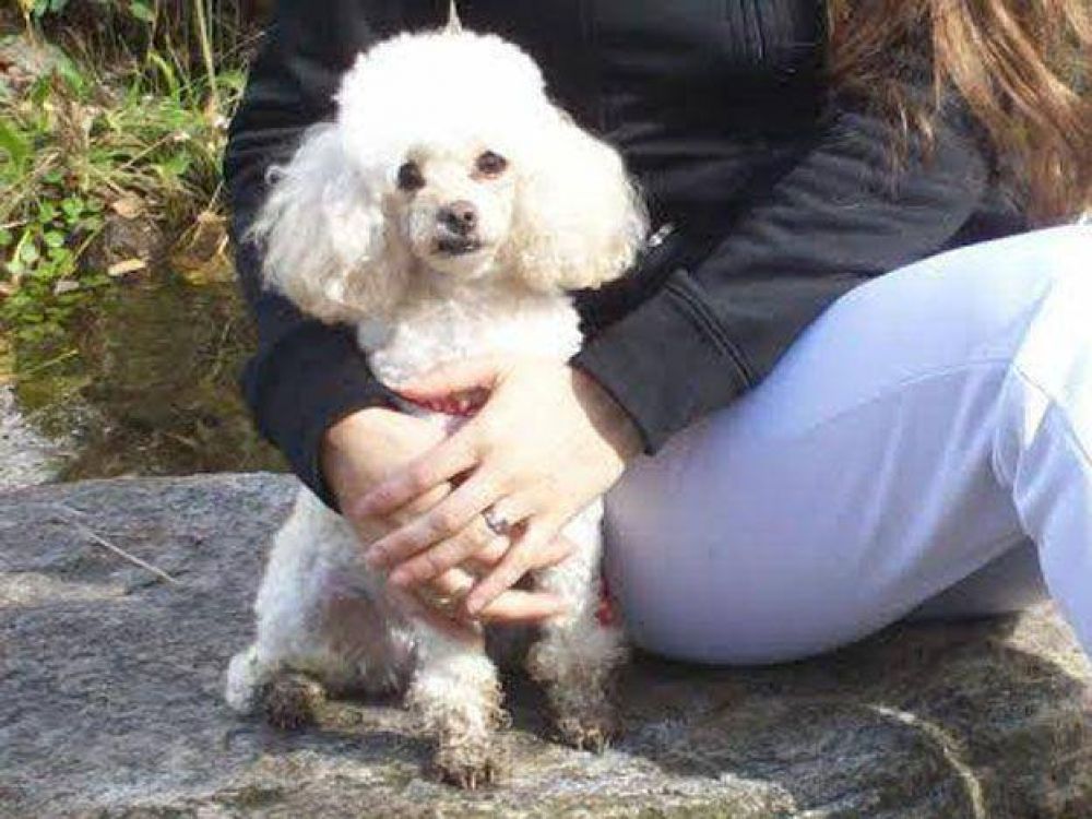 En una entradera en una casa, ladrones robaron electrodom�sticos, dinero y hasta un perro