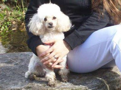 En una entradera en una casa, ladrones robaron electrodom�sticos, dinero y hasta un perro