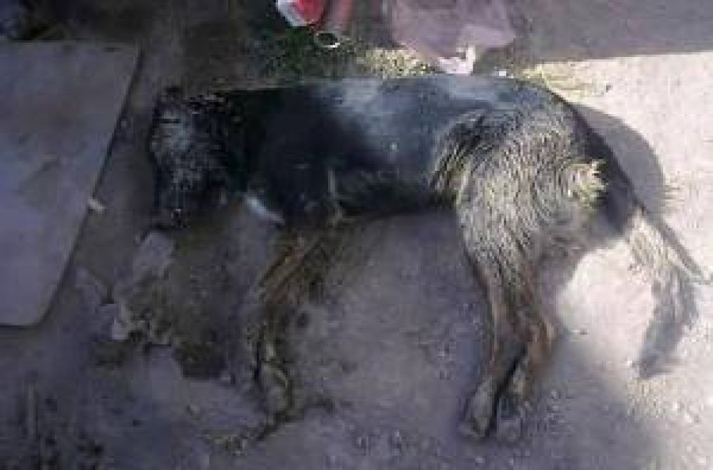 La Rinconada: preocupa la matanza de unos 12 perros