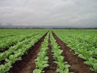 Se podr�a firmar acuerdo con Rusia para la exportaci�n de tabaco