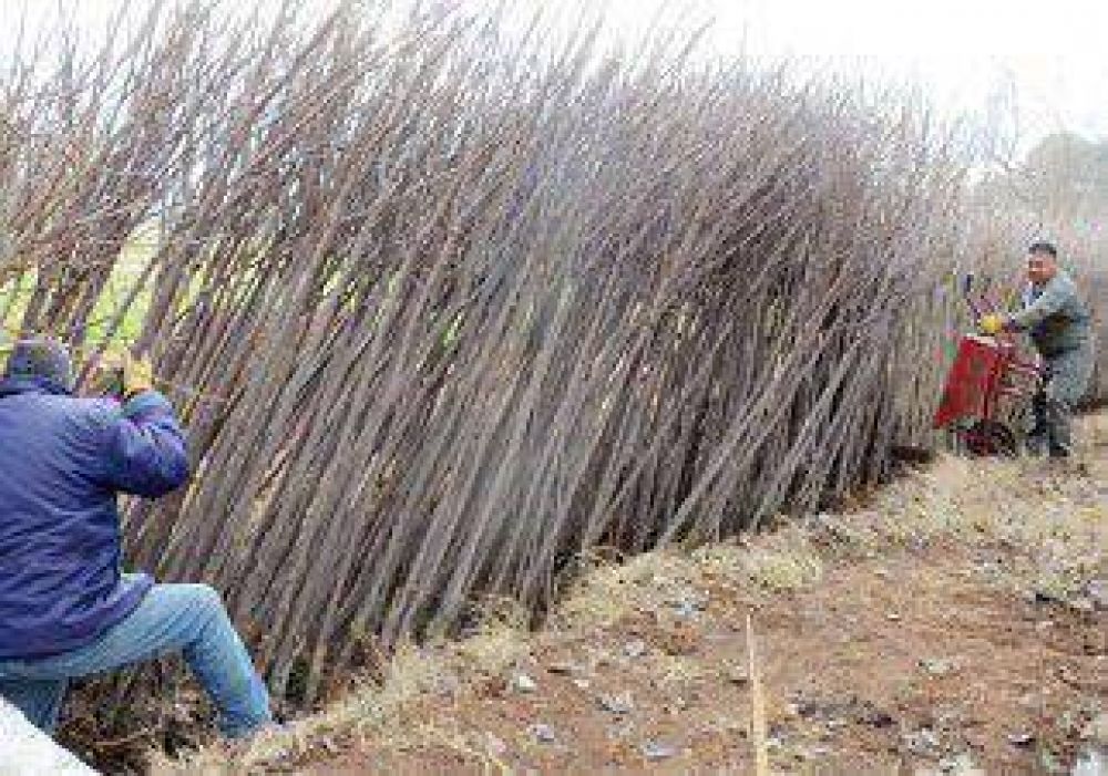 Plantan 140 �rboles en los barrios Valentina Sur y Barreneche 