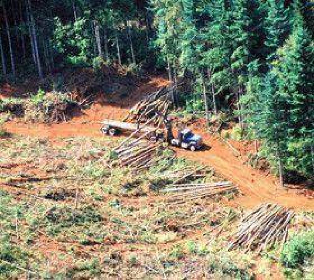 Convicciones deforestadoras fuertes