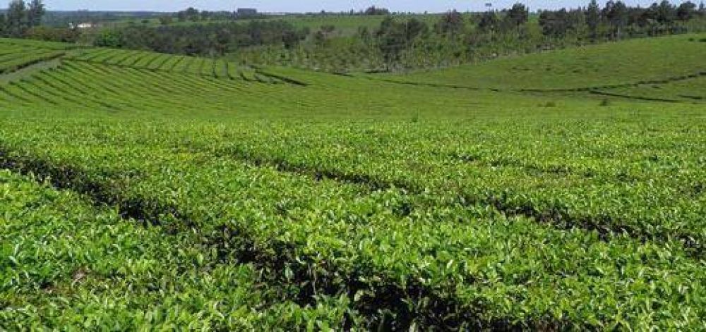Se estancaron las negociaciones para definir el precio del t�