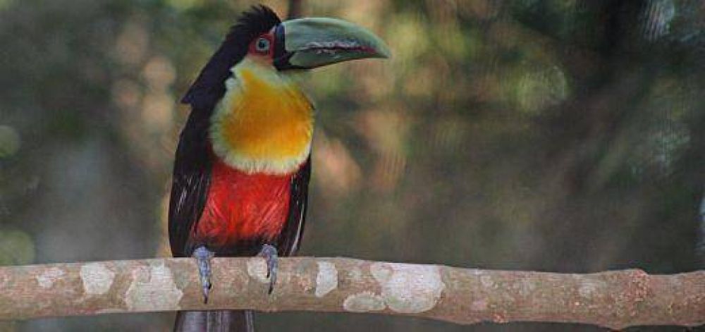 El Centro G�ir� Oga de Iguaz� devolvi� a la naturaleza 17 animales en los �ltimos meses