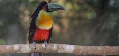 El Centro G�ir� Oga de Iguaz� devolvi� a la naturaleza 17 animales en los �ltimos meses