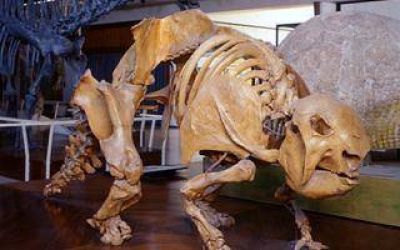 La Plata: Presentan libro y documental sobre paleontolog�a en la regi�n pampeana