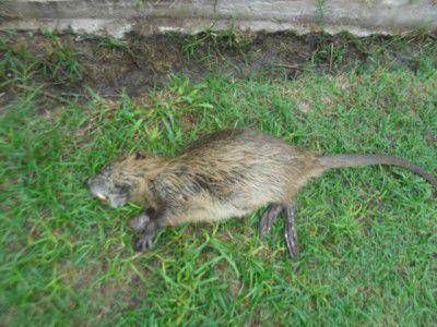 Denuncia: Muerte en la Reserva Parque del Este