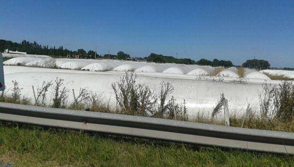 Cada vez m�s productores de la zona almacenan sus cereales en silobolsas