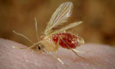 Salud P�blica inform� sobre una ni�a con Leishmaniasis