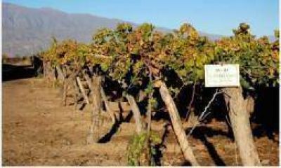 La ca�da del consumo de vino preocupa a los bodegueros riojanos