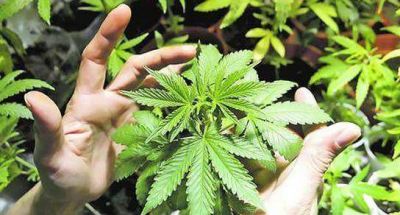 La polic�a secuestr� plantines de marihuana que estaban cultivados a la vera de la ex ruta N� 79