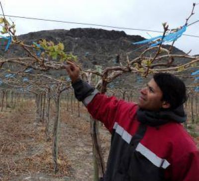 Preocupa la falta de agua para las uvas y chacras