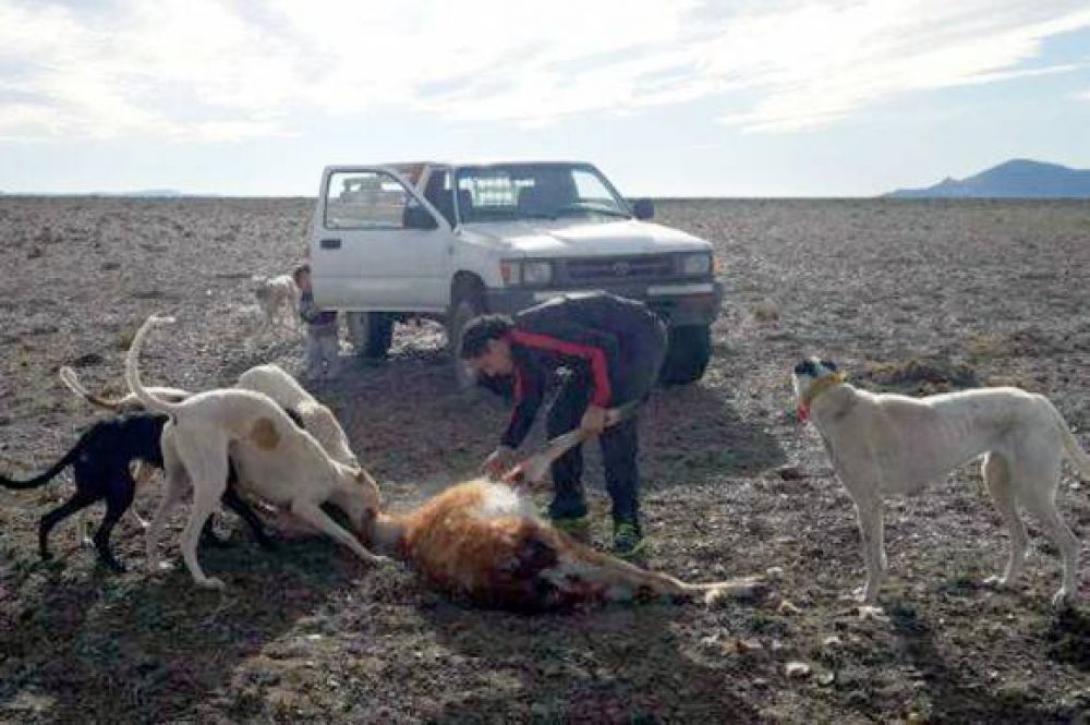 Fotos e incluso un video de un hombre torturando a un guanaco generan pol�mica en las redes sociales