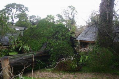 Innumerables ca�das de �rboles en el Bosque de Peralta Ramos