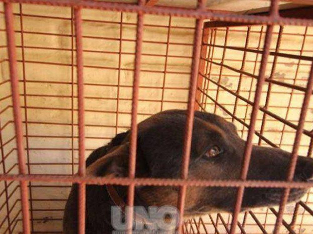 Debaten si se debe sacrificar o recuperar el perro que caus� la muerte a un ni�o de un a�o