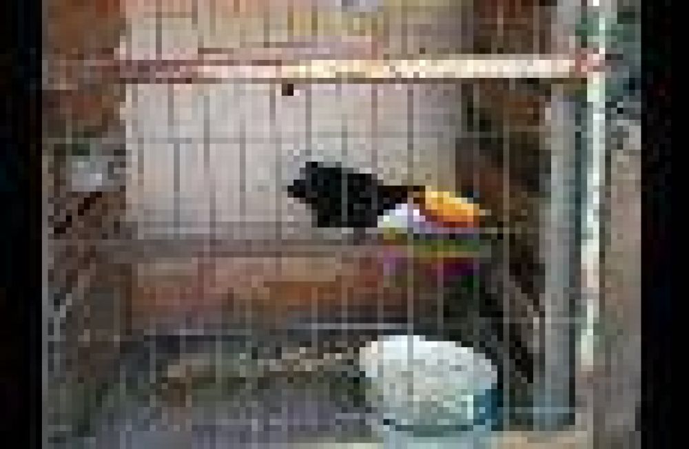 Secuestaron aves ex�ticas en una vivienda del barrio La Gloria
