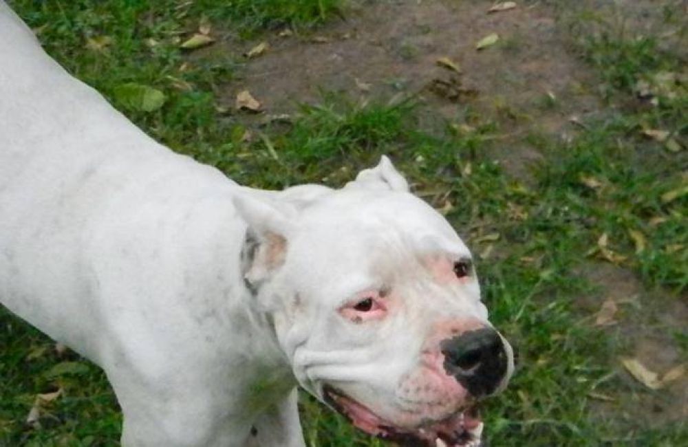 Dos peligrosos Dogos atacaron a un hombre en Centenario