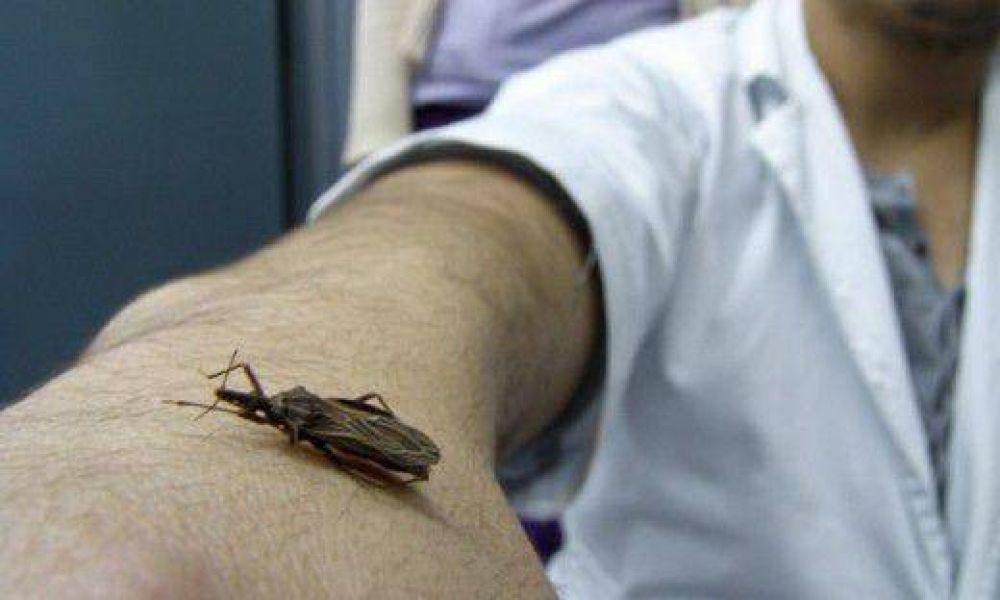 Marcado descenso de casos de Chagas en Crdoba