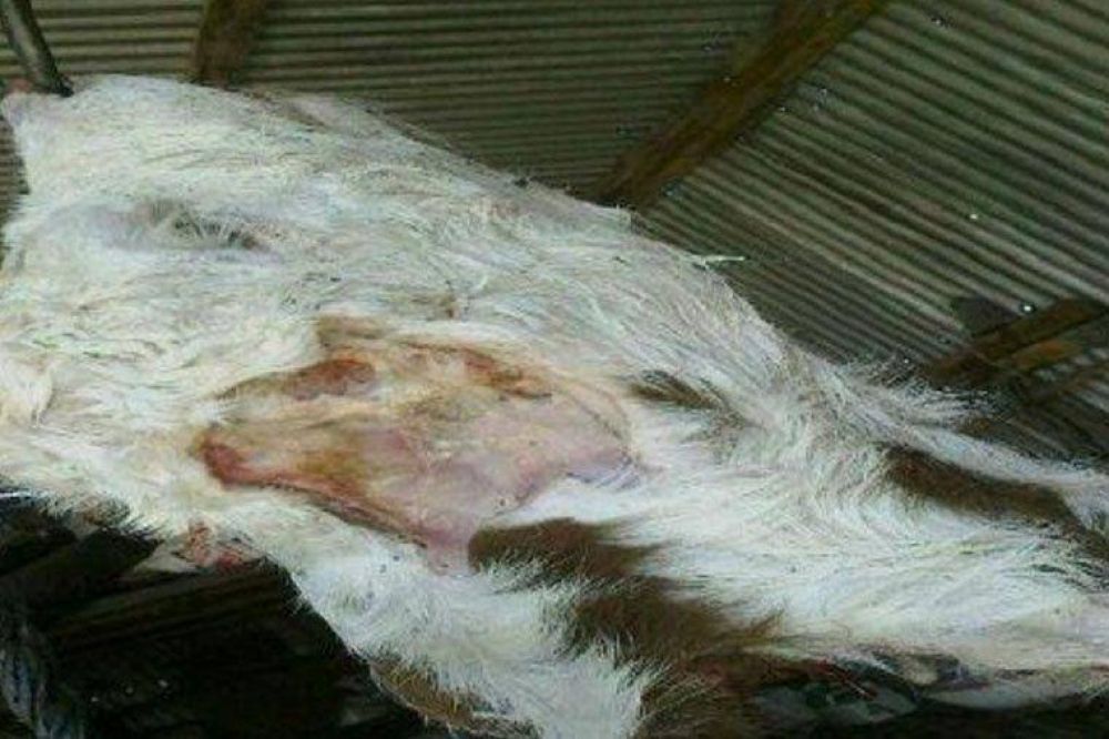 Preocupaci�n entre vecinos de zona rural por la aparici�n de vacas mutiladas