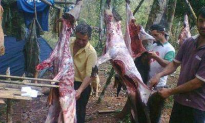 Buscan a cazadores furtivos a trav�s de pistas