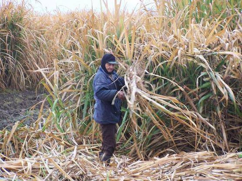 Gestionan 20 mil planes interzafra