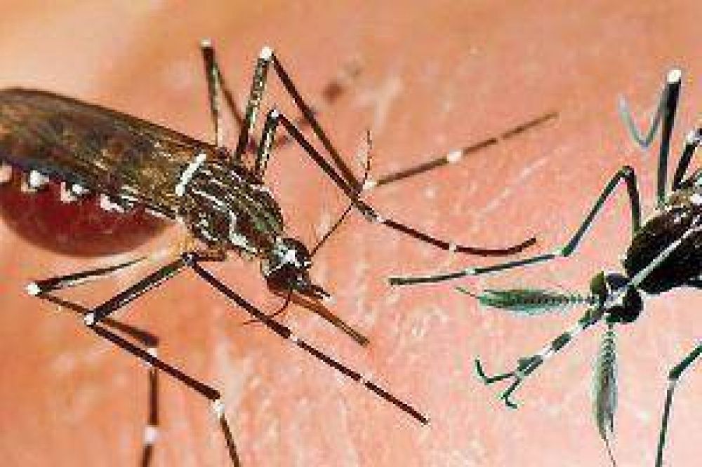Preocupaci�n por la proliferaci�n de mosquitos en los barrios capitalinos