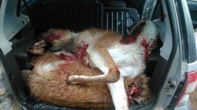 Se secuestraron armas y guanacos faenados