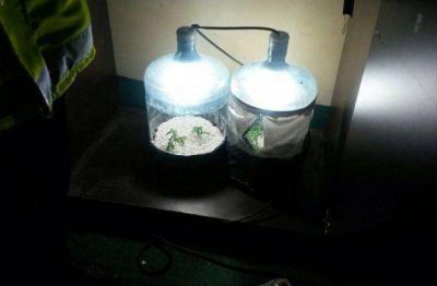 Buscaban elementos robados y se encontraron un invernadero de marihuana