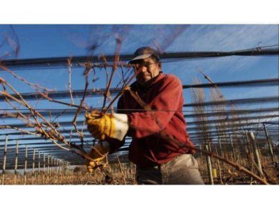 Contin�a la inscripci�n de los productores para el Plan Poda