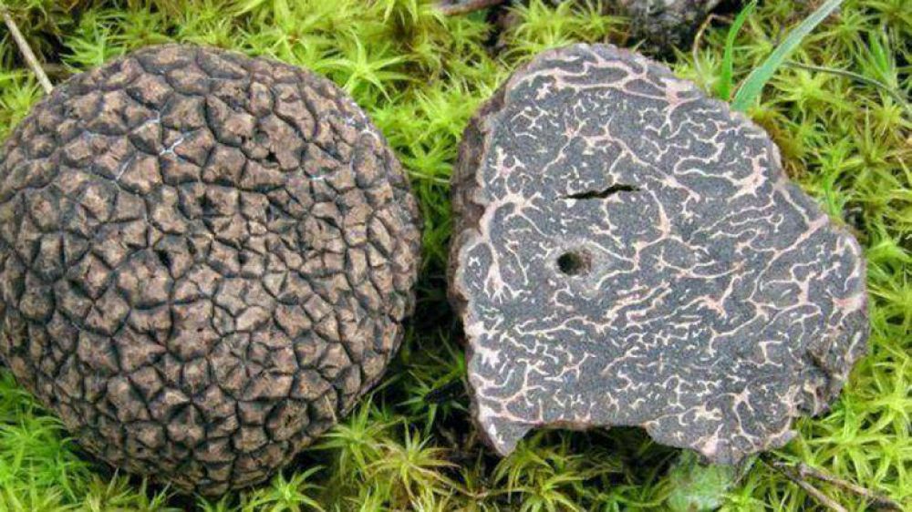 EN CHILLAR: ENCONTRARON EL �DIAMANTE NEGRO� DE LA GASTRONOM�A