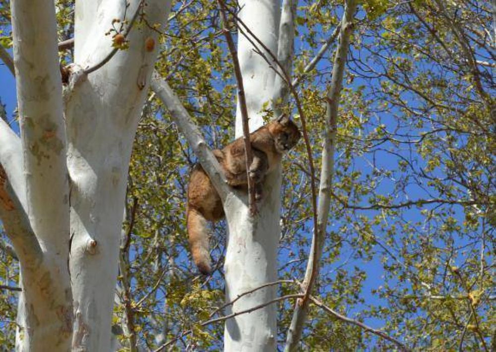 Tras el rescate de un puma, investigan de d�nde sali�