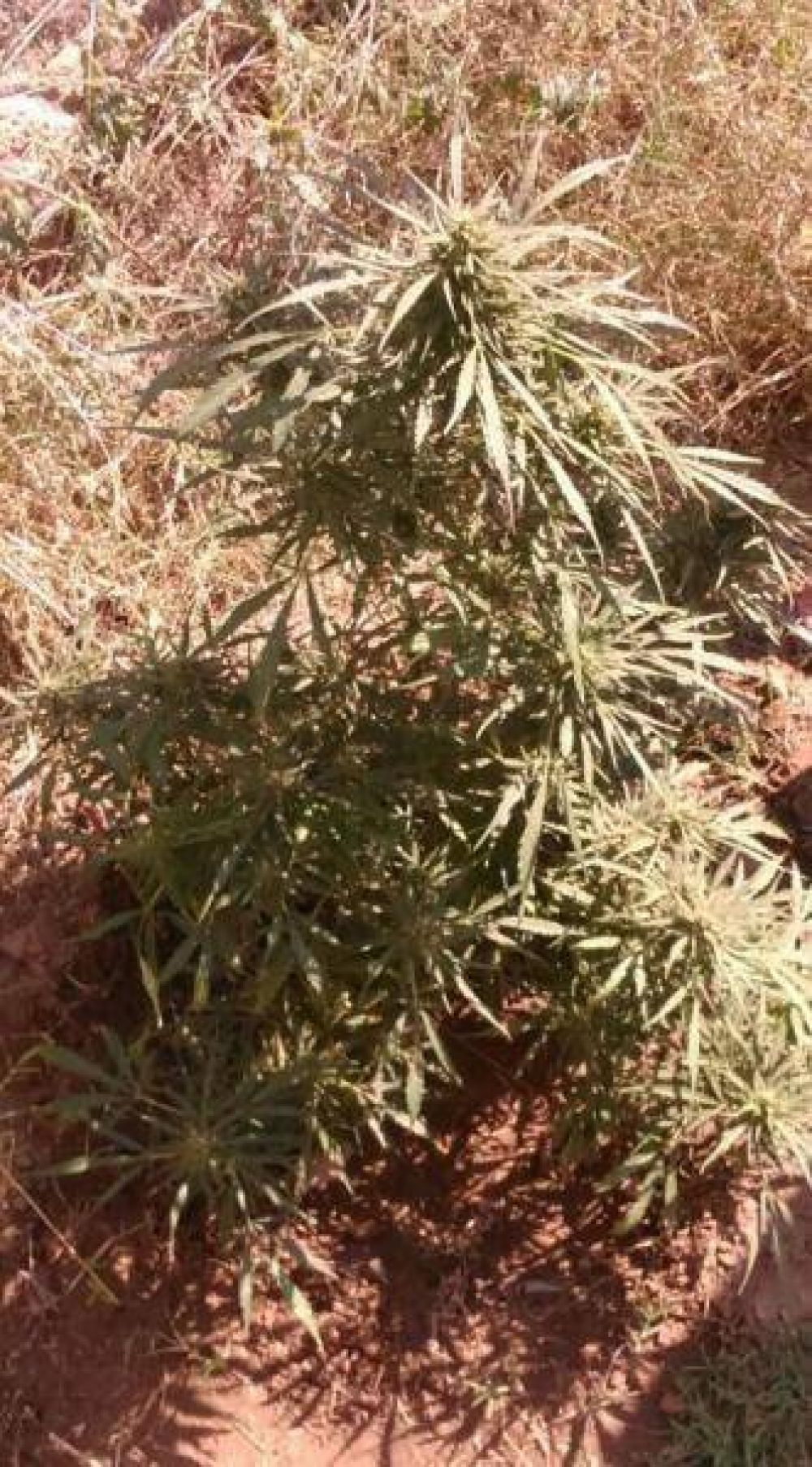 Secuestran una planta de Marihuana en el norte de la Capital