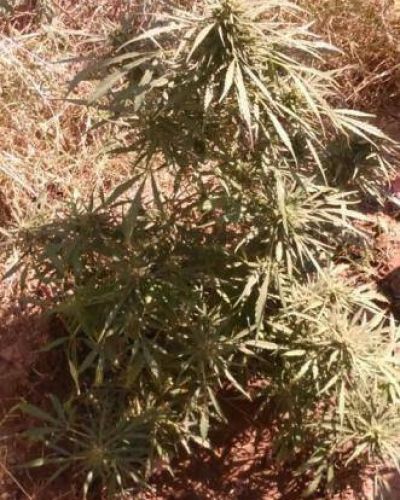 Secuestran una planta de Marihuana en el norte de la Capital