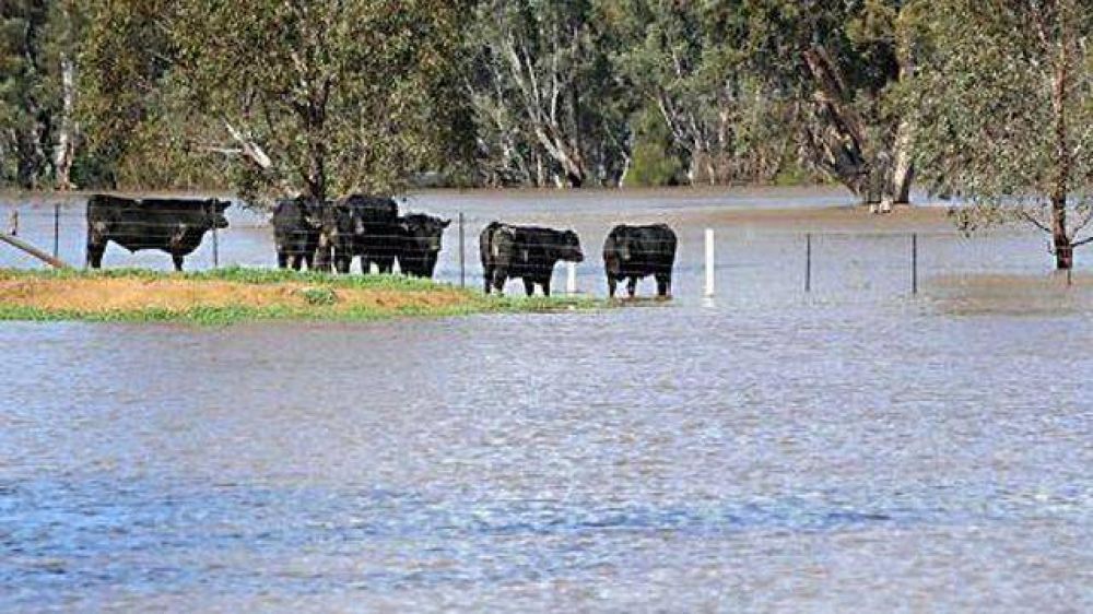 Decretan emergencia ganadera en seis departamentos