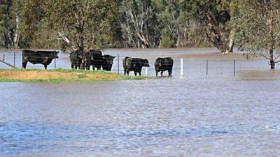 Decretan emergencia ganadera en seis departamentos