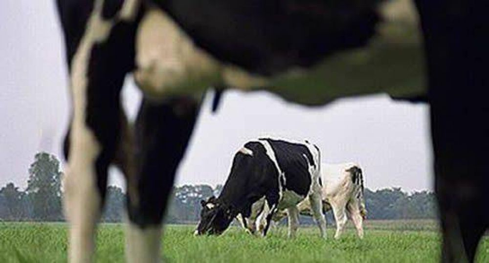 Confirman muerte por carbunco en San Jer�nimo del Sauce