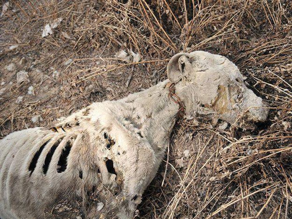 �Salvaje ritual? Ahora investigan si mataron a los perros en una siniestra ceremonia religiosa